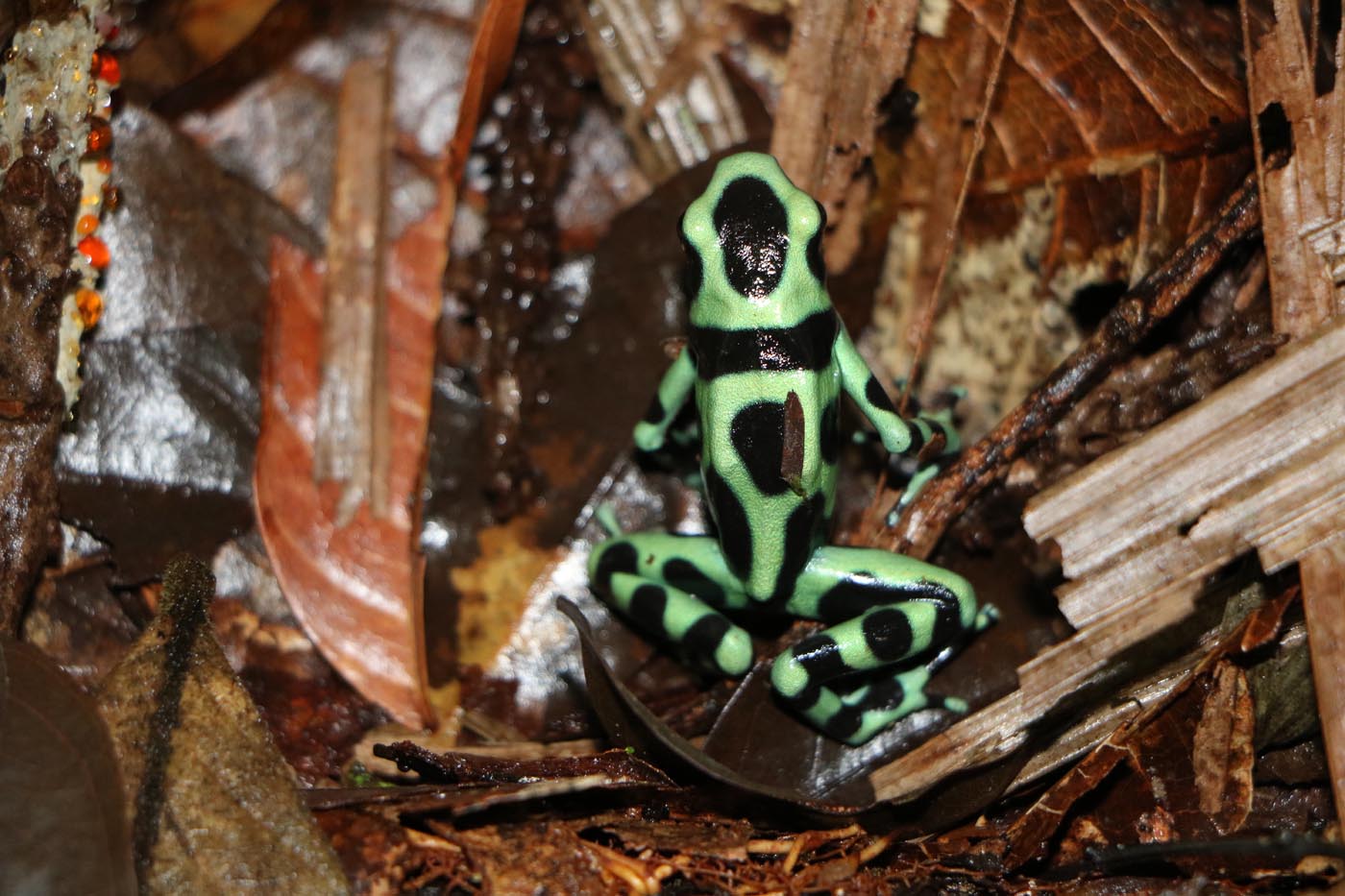 Dendrobates auratus Green and Black Poison Dart Frog Costa Rica La Selva Dendrobatid 1