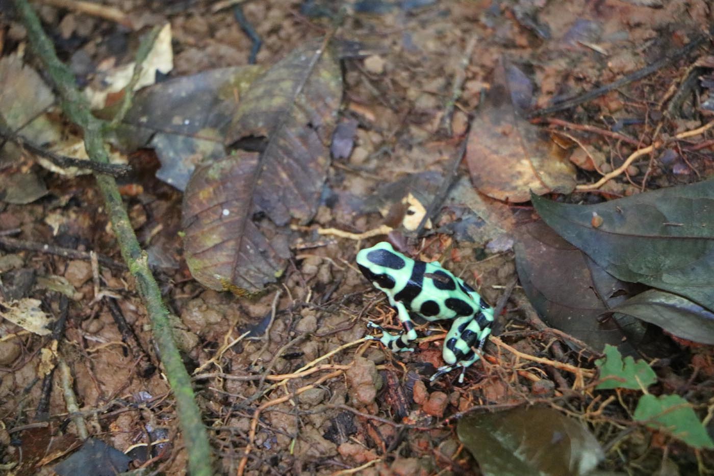 Dendrobates auratus Green and Black Poison Dart Frog Costa Rica La Selva Dendrobatid 3