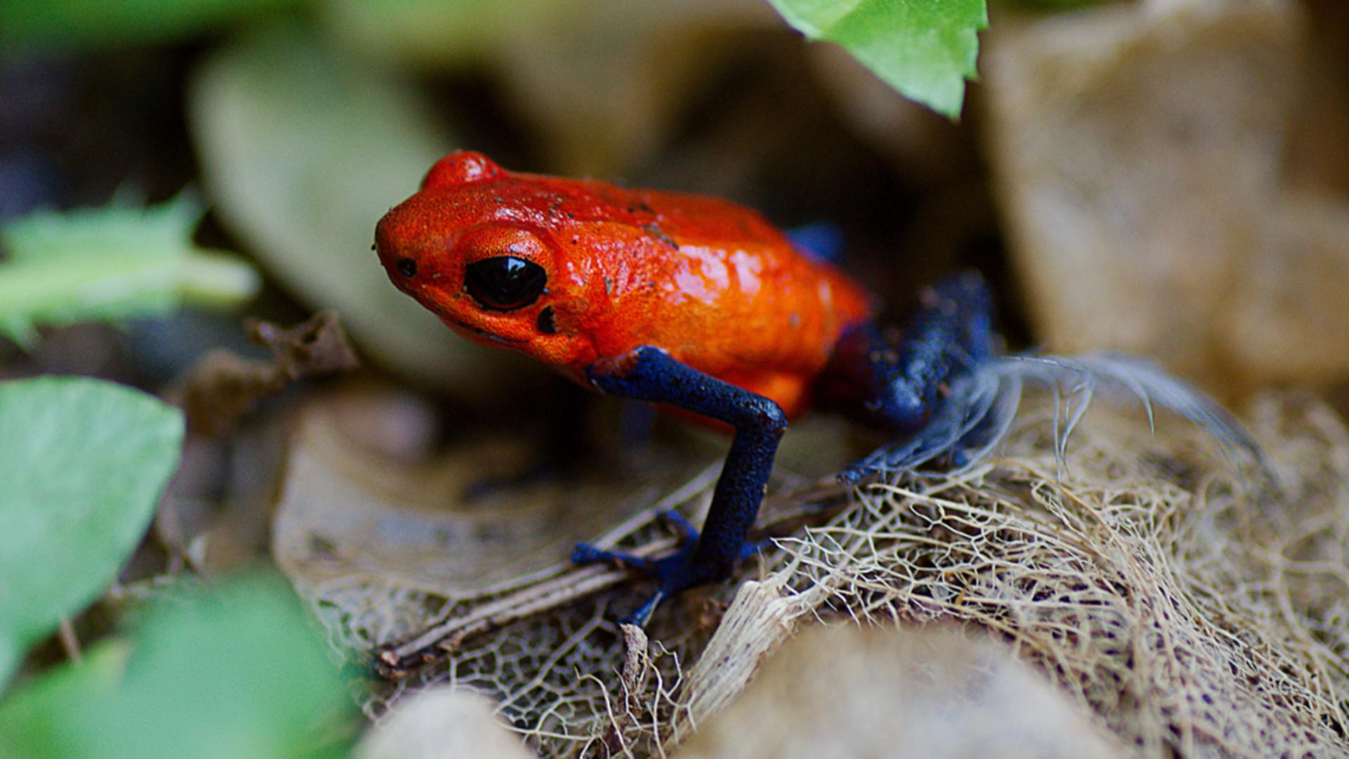 Join the 2021 SAVE THE FROGS! Costa Rica Ecotour