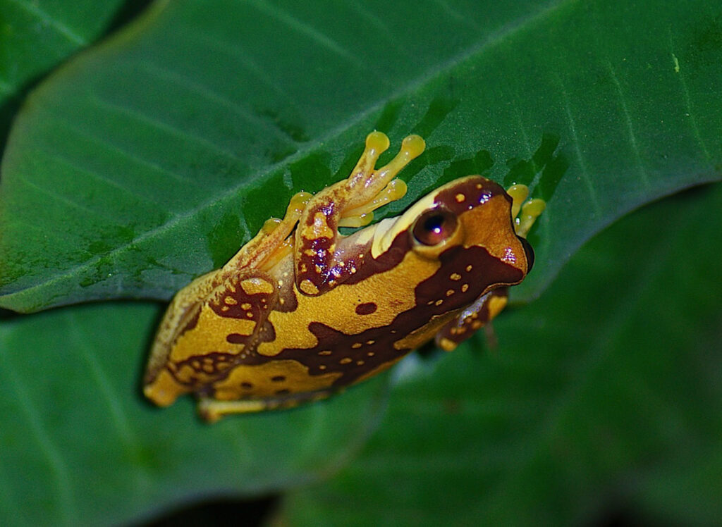 Dendropsophus ebraccatus - Bruce Jones Costa Rica 2017 Save The Frogs Photo Contest