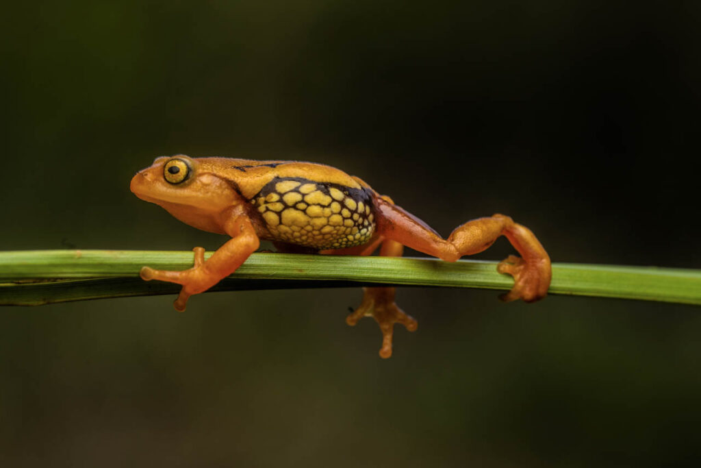 Devraj-Roy-India-2023-save-the-frogs-photo-contest-6