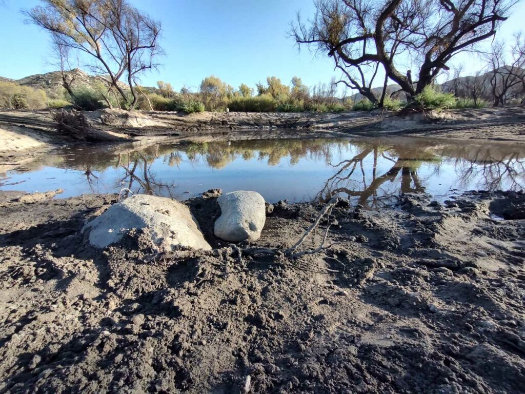 Водно-болотные угодья ранчо Эль Потреро – октябрь 2023 г.