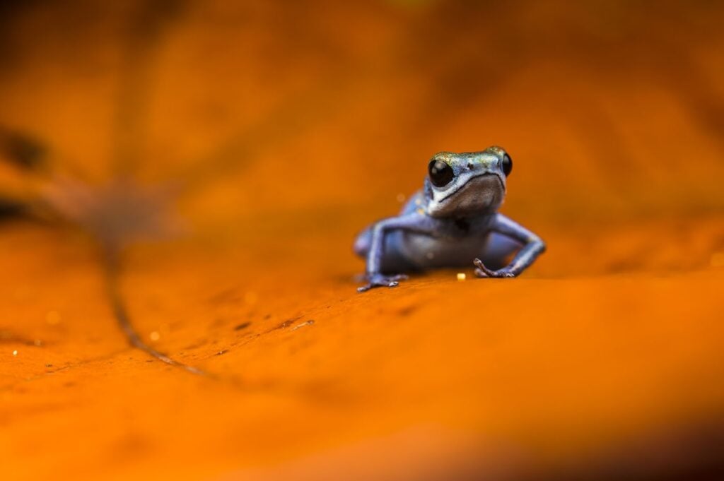 एलेना कैनेसा, इटली 2025 सेव द फ्रॉग्स फोटो प्रतियोगिता, फोटो 3