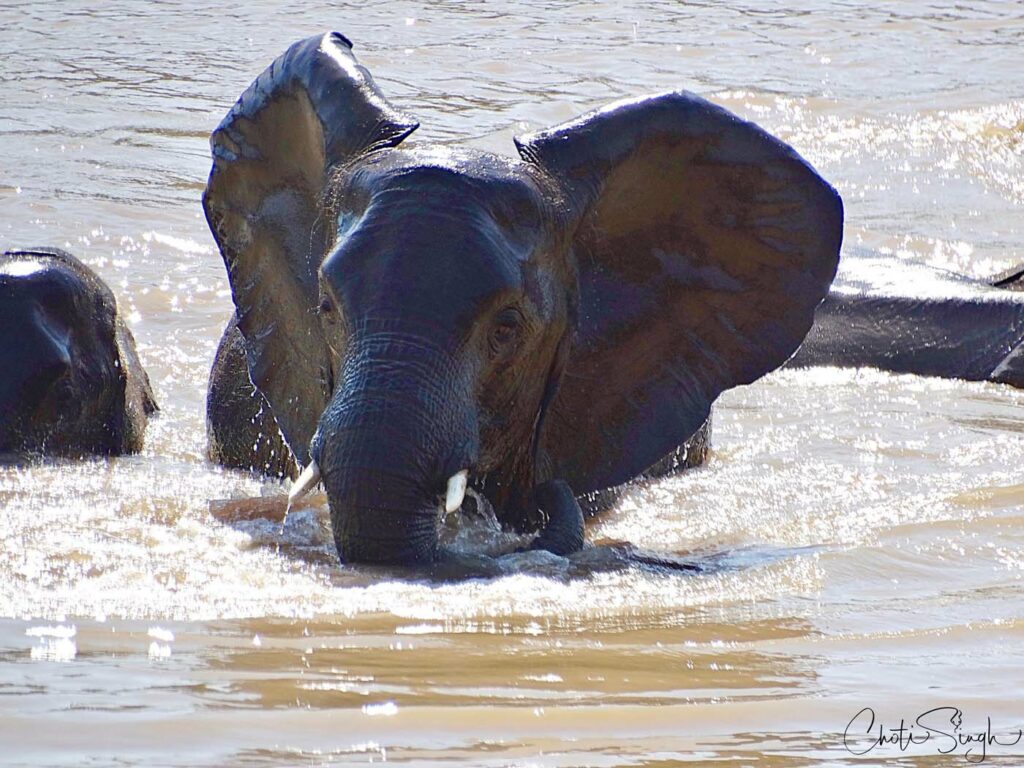 Elephant crossing river - Choti Singh Zambia
