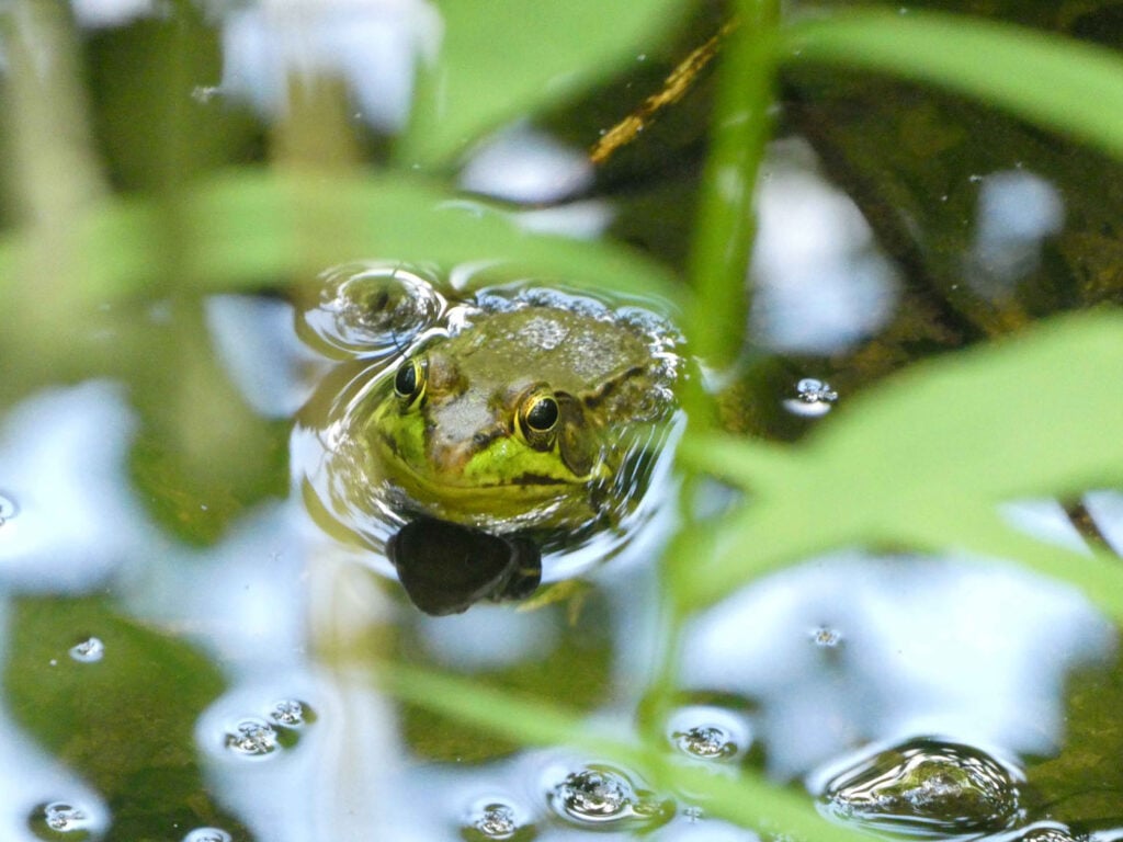 एलिजाबेथ ब्लासिक, संयुक्त राज्य अमेरिका, यूएस, 2025 सेव द फ्रॉग्स फोटो प्रतियोगिता, फोटो 1
