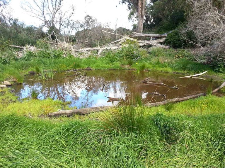 Building A Backyard Wetland Using The Liner Technique