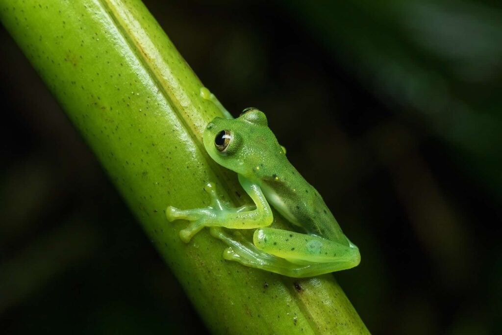 Emerald Glassfrog ตัวเมีย D4 3542 ECUADOR 17 save the frogs ecuador ecotour 2017 lo