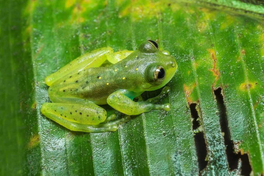 Emerald Glassfrog ตัวผู้ D4 3524 ECUADOR 17 save the frogs ecuador ecotour 2017 แท้จริง