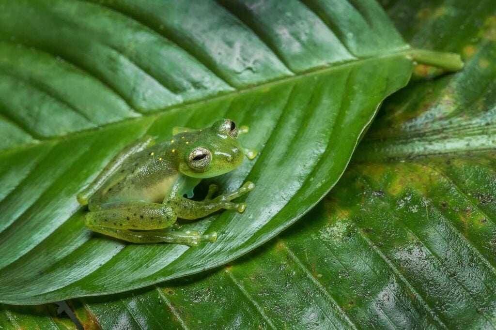 Emerald Glassfrog ตัวผู้ D4 3549 ECUADOR 17 save the frogs ecuador ecotour 2017 แท้จริง
