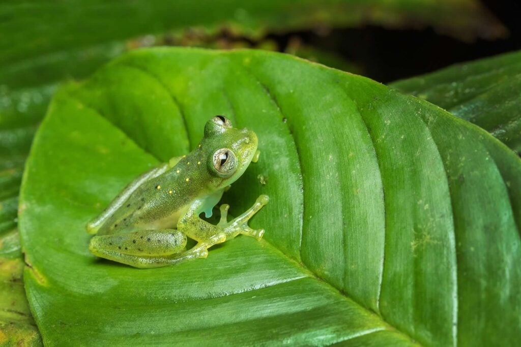 Emerald Glassfrog ตัวผู้ D4 3563 ECUADOR 17 save the frogs ecuador ecotour 2017 แท้จริง