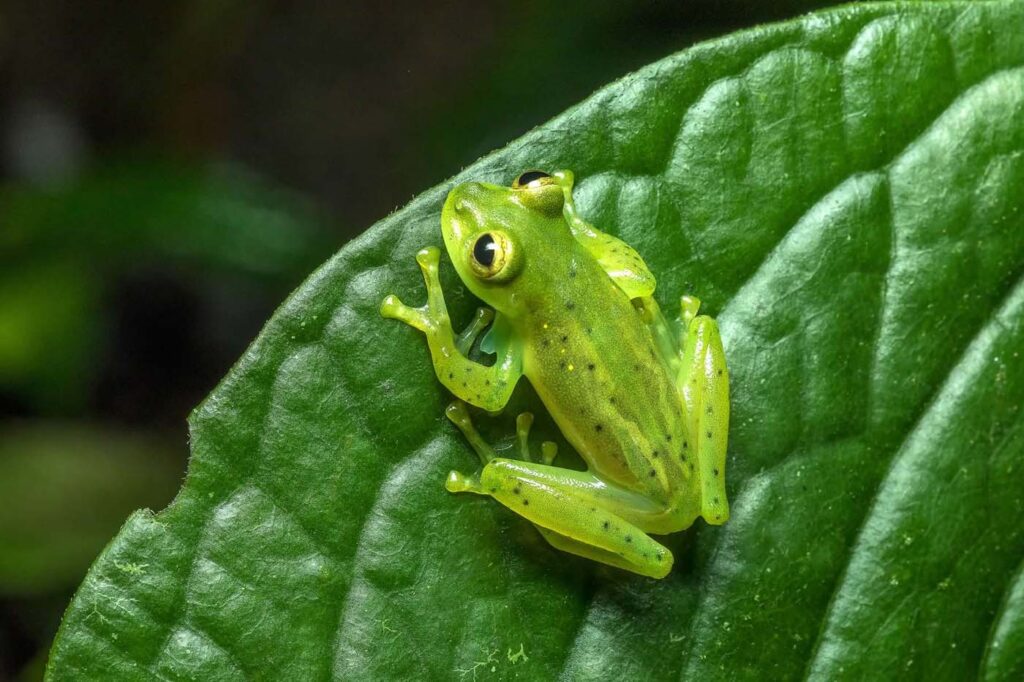 Emerald Glassfrog ตัวผู้ D4 3615 ECUADOR 17 save the frogs ecuador ecotour 2017 แท้จริง