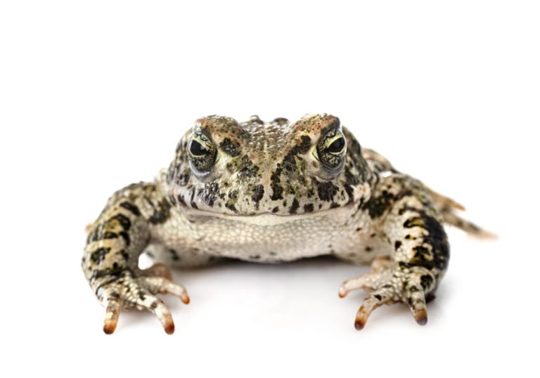 Save The Frogs Day Virtual Film Screening of “The Toad Detour”