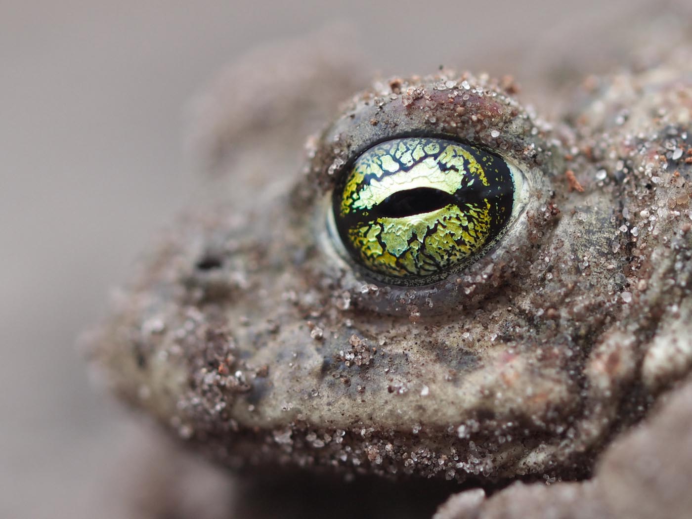 yellow eyes of a Natterjack toad