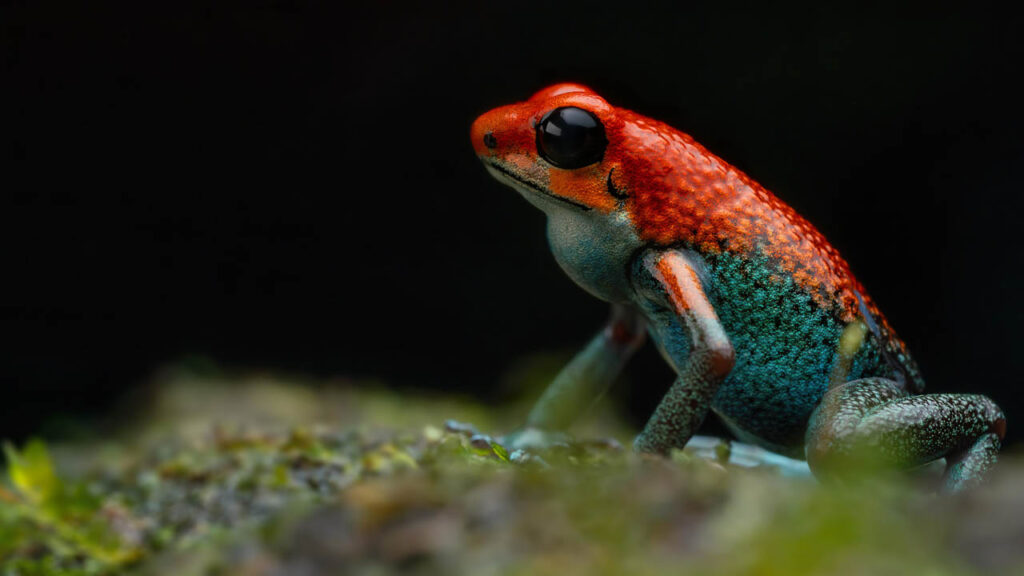 Erick-Rivas-El Salvador-2023-save-the-frogs-photo-contest-1