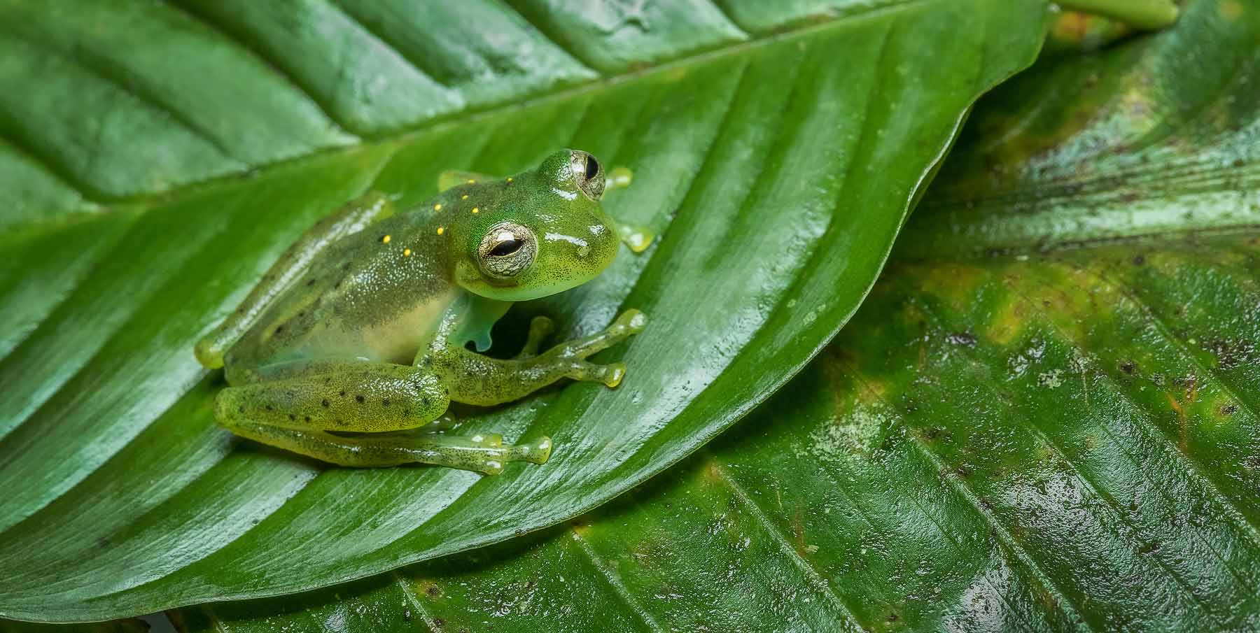 Eco-Tourism Matters: Help Save Frogs in the Ecuadorian Amazon!