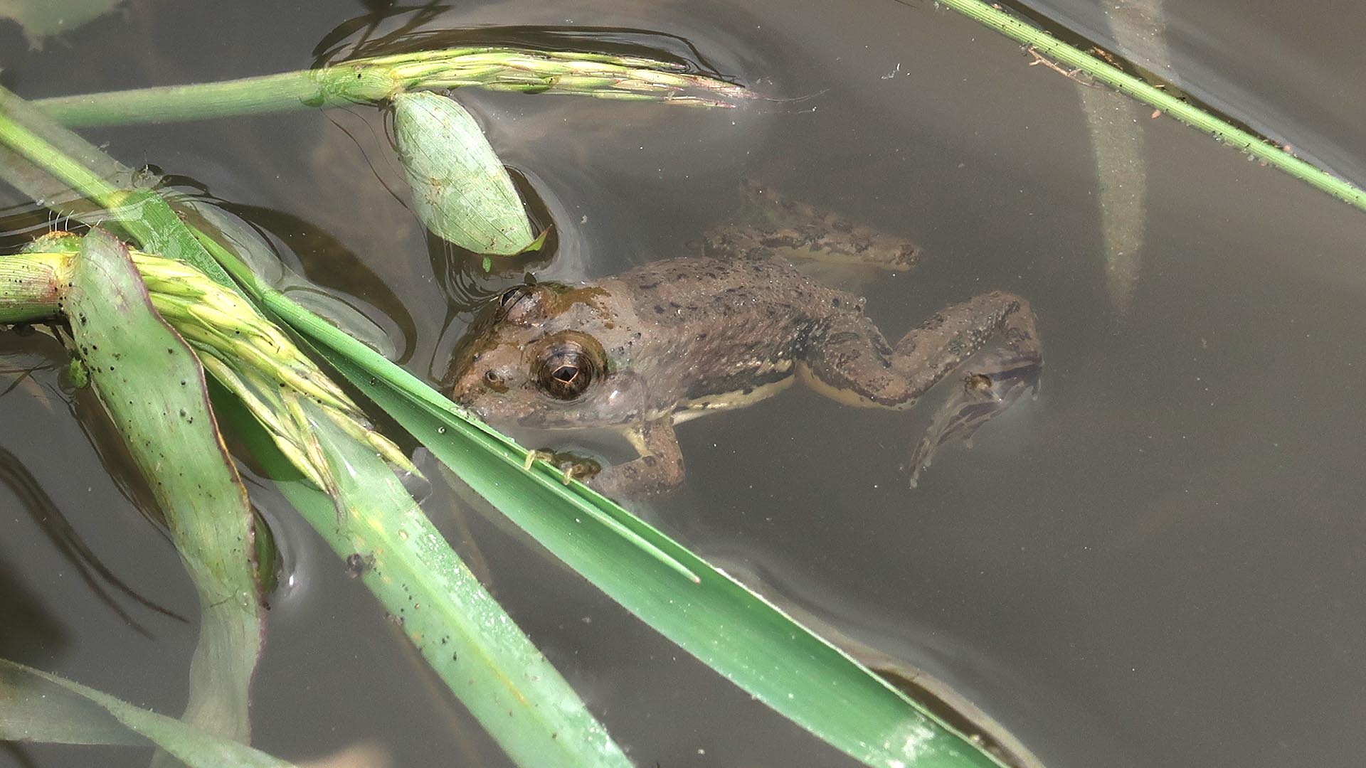 Kathmandu Frog Survey 2019