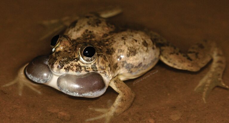 Euphlyctis jaladhara India - Dinesh, Channakeshavamurthy, Deepak, Shabnam, Ghosh and Deuti