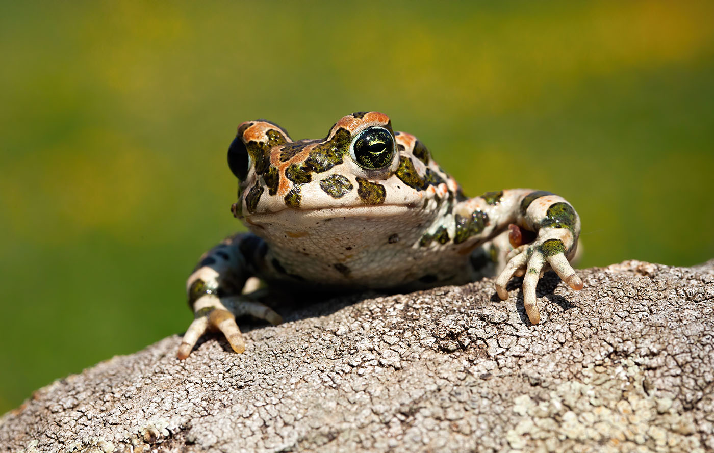 European Green Toad - Bufotes viridis
