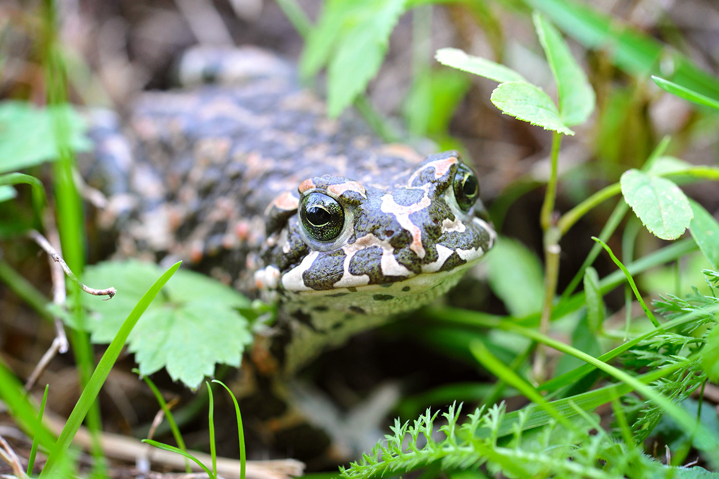European green toad - Bufotes viridis