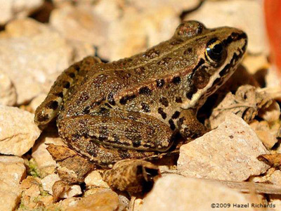Frog Friendly Habitat In France