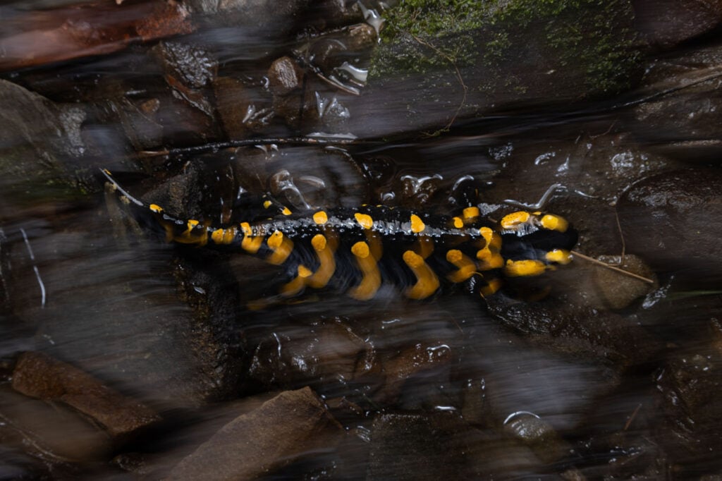 फ्रेडरिक ग्रीसबॉम, जर्मनी 2025 मेंढक बचाओ फोटो प्रतियोगिता, सलामंद्रा