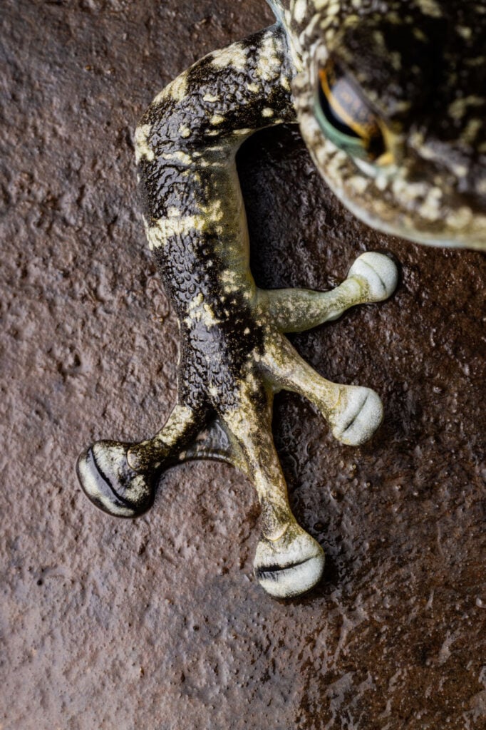 फ्रेडरिक ग्रीसबॉम, जर्मनी, 2025 मेंढक बचाओ फोटो प्रतियोगिता, स्टॉरोइस लैटोपालमाटस