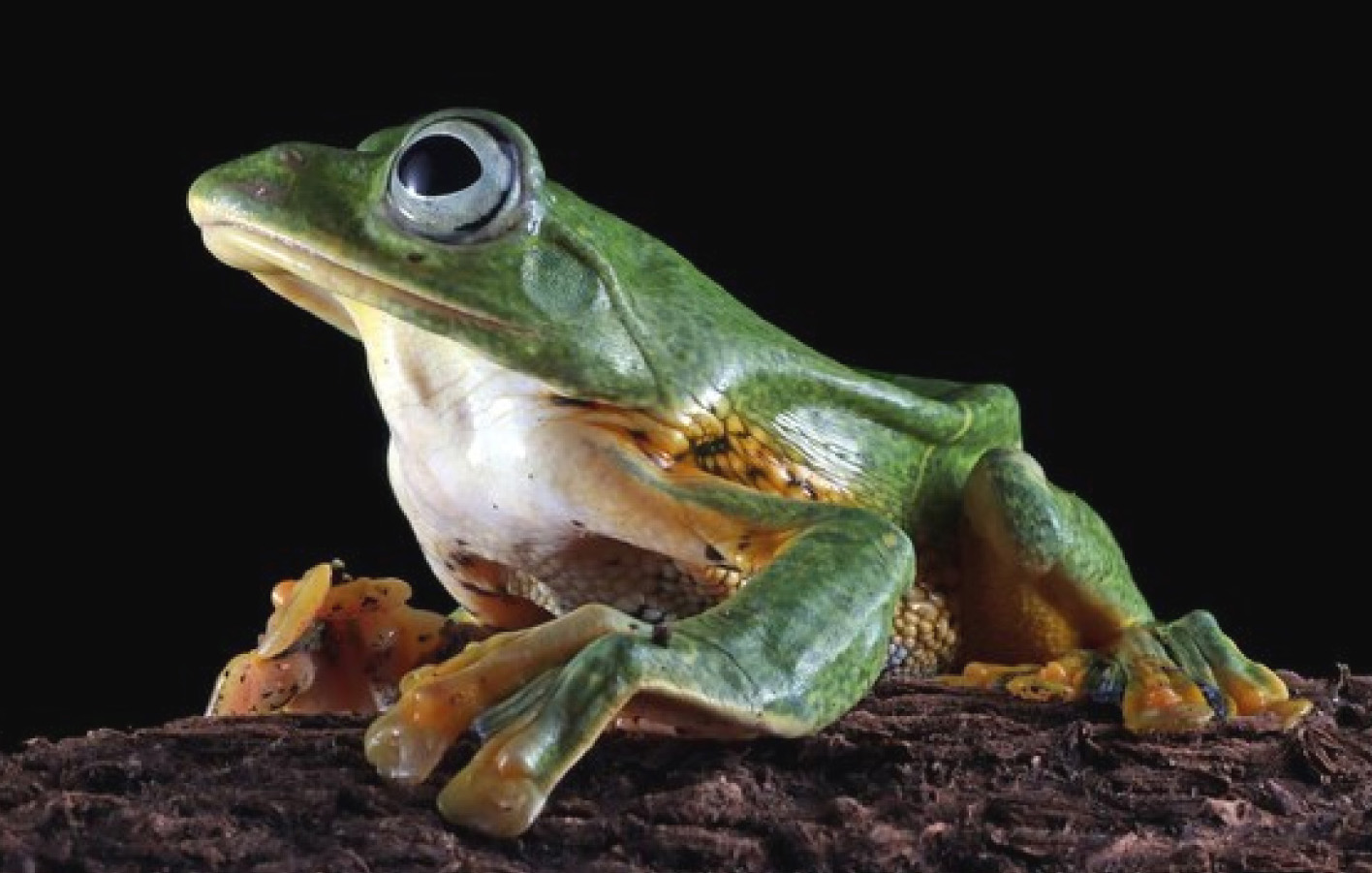 Frog Pradhikar Bangladesh