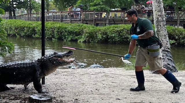 Gage Denney - Costa Rica Volunteering - American Alligator