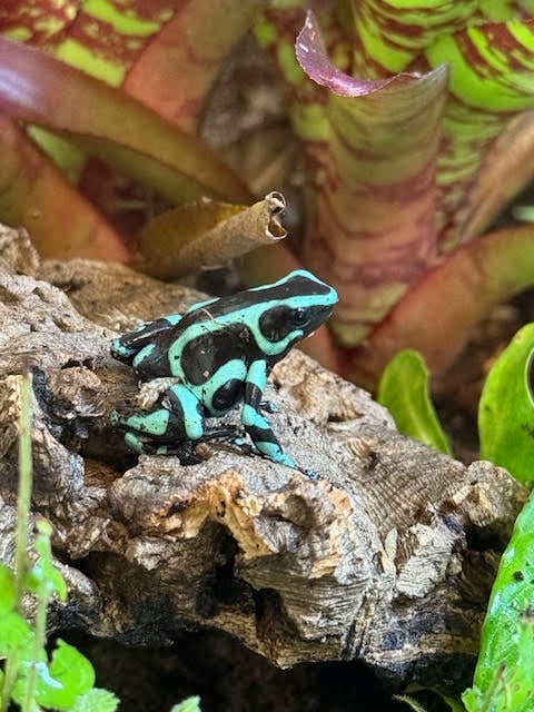 Gage Denney - Costa Rica Volunteering poison dart frog Dendrobates auratus
