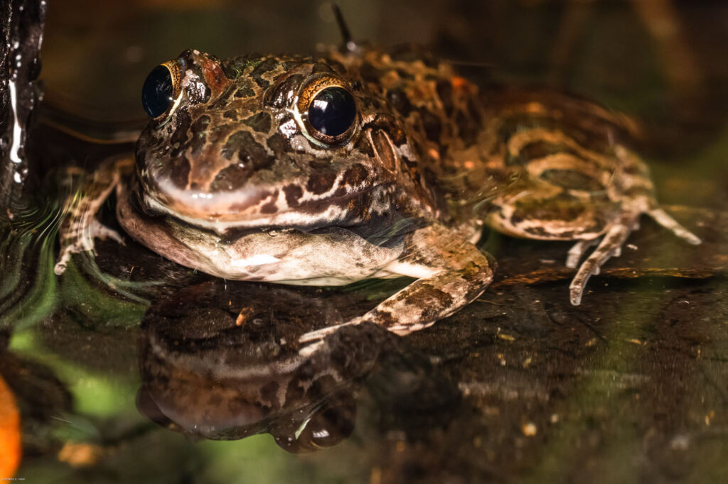 जिओर्डानो रॉसी ब्राजील 2025 सेव द फ्रॉग्स फोटो प्रतियोगिता लेप्टोडैक्टाइलस फ्यूस्कस