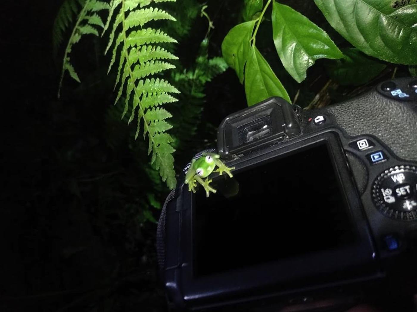 Glass Frog On Camera