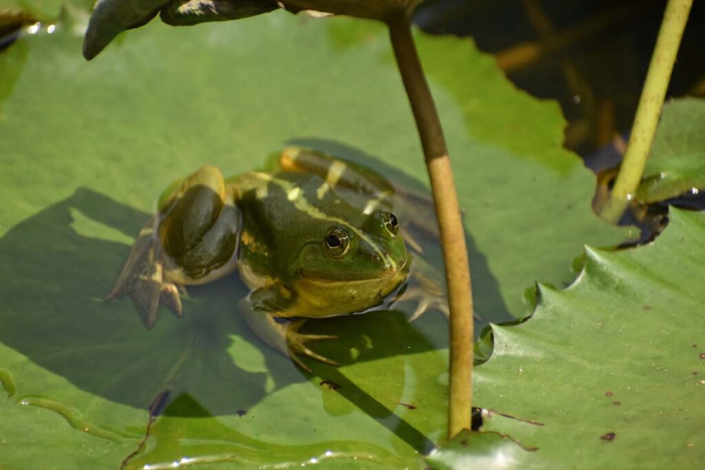 Bangladesh - University of Dhaka - Save The Frogs Day 2024