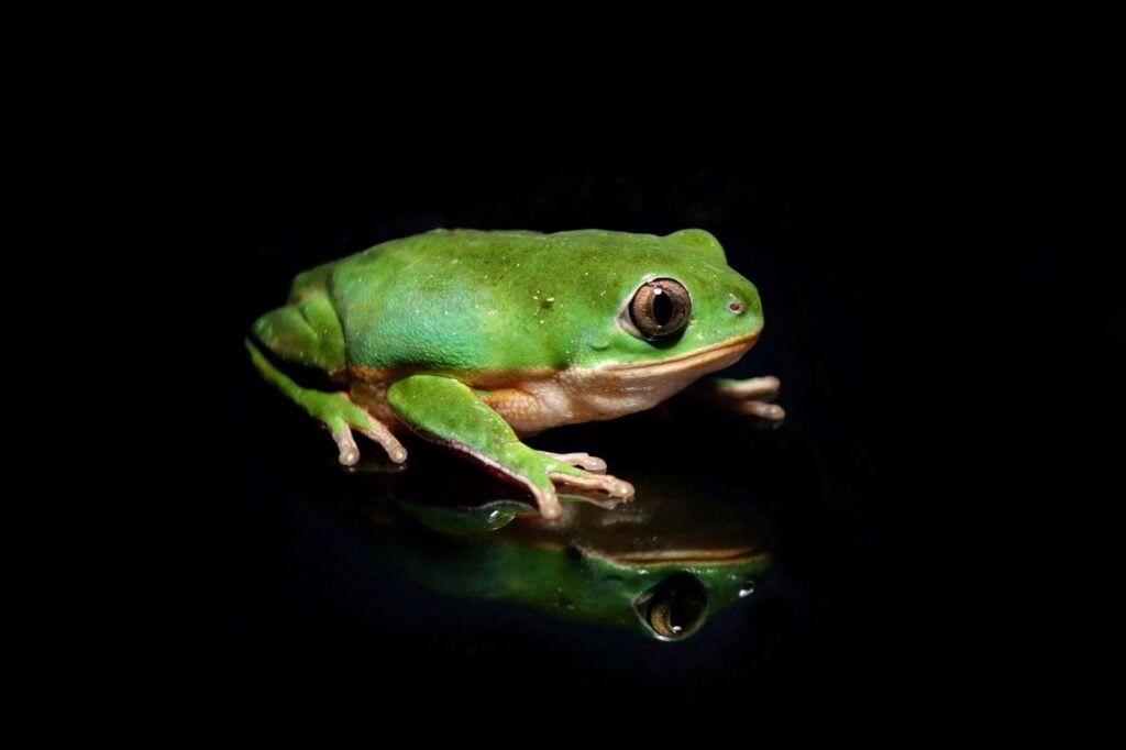 ग्राज़िएला मेलो ब्राज़ील 2025 सेव द फ्रॉग्स फोटो प्रतियोगिता फोटो 3