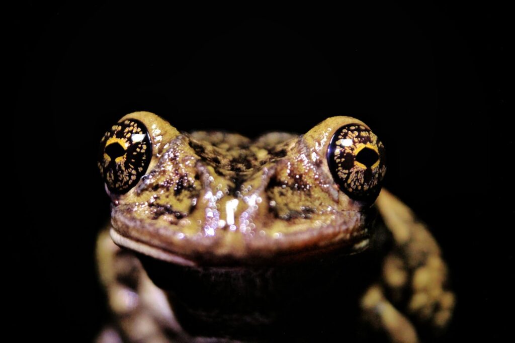 ग्राज़िएला मेलो ब्राज़ील 2025 सेव द फ्रॉग्स फोटो प्रतियोगिता फोटो 4