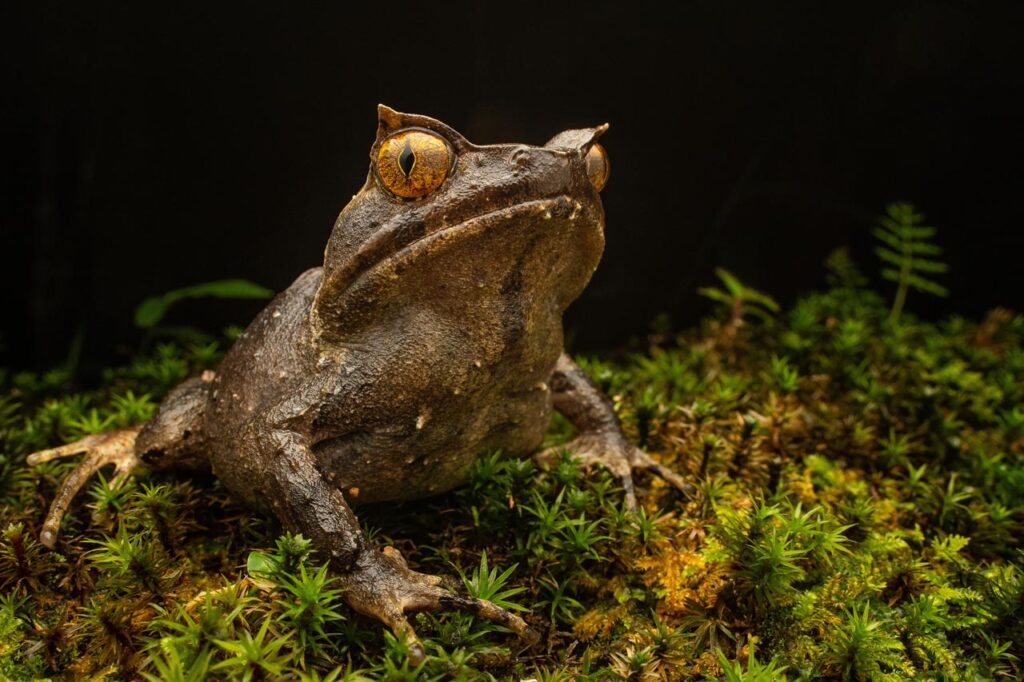 Grillitschia-aceras-Perak-Spadefoot-Frog-Malaysia-Robin-Backhouse-UK-2023-save-the-frogs-photo-contest-grand-prize-winner