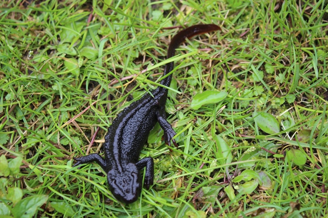 Himalayan salamander