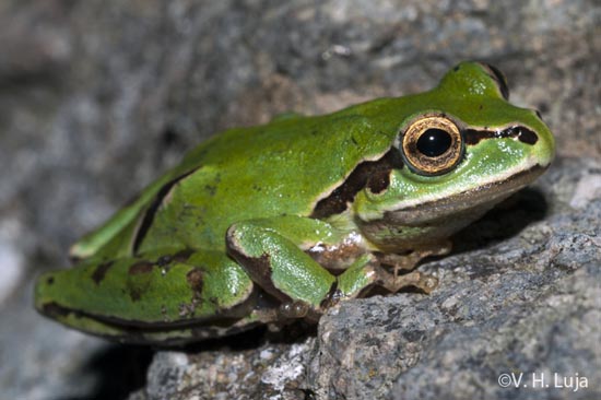 SAVE THE FROGS! on Animal Voices radio