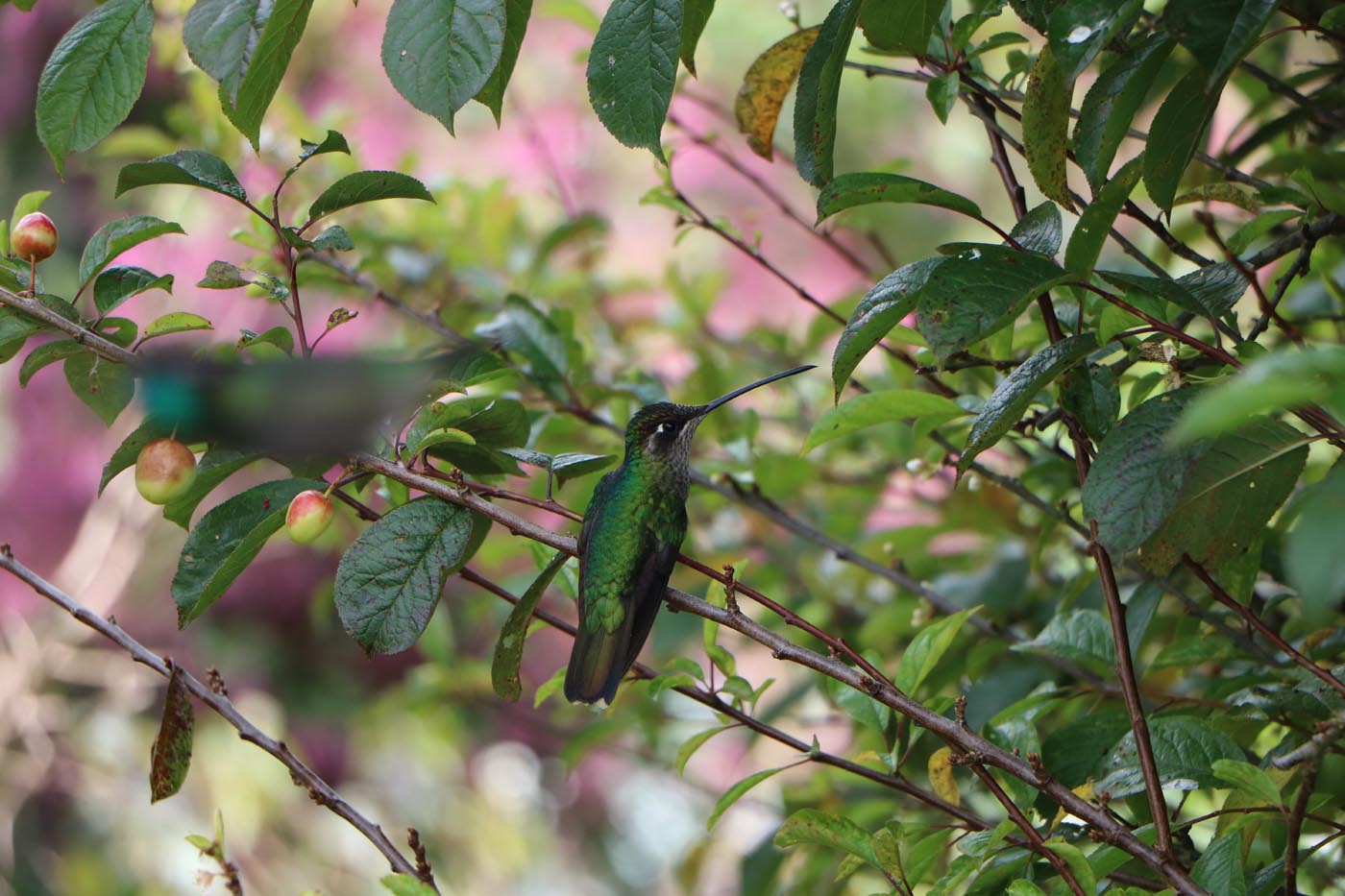 Hummingbirds San Gerardo de Dota 9