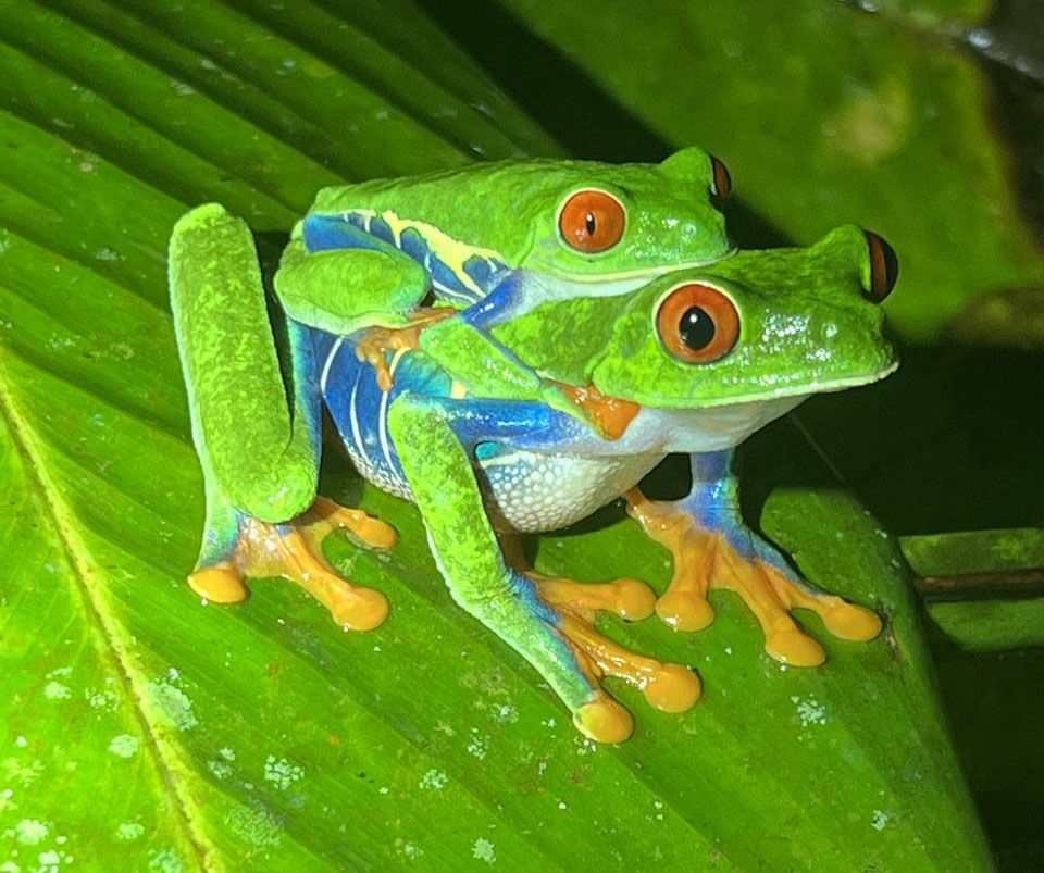Hunter-Praul-USA-2023-save-the-frogs-photo-contest-5
