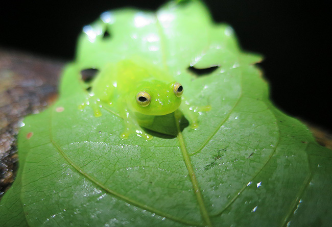 Costa Rica Glass Frogs
