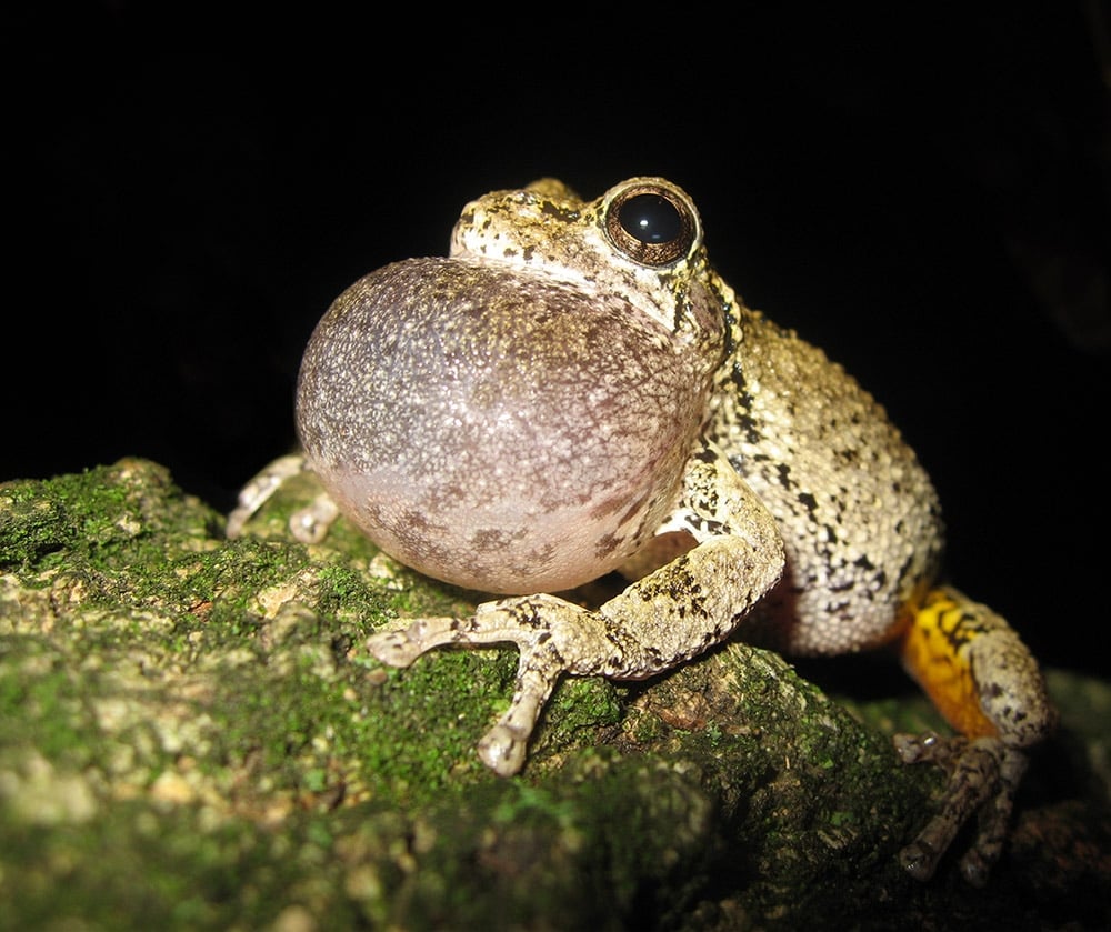 Hyla versicolor Gray Treefrog calling 2006-06-29 VA Kerry Kriger