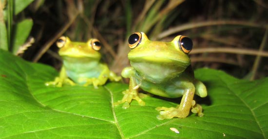 Hypsiboas cinerascens 8a Amazophrynella-minuta-Victor-Luna Colombia Frogs Amphibians