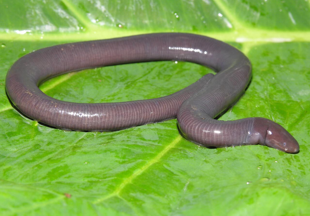 Ichthyophis-sikkimensis-Sikkimese-Caecilian-Bivek-Gautam-Nepal-2023-save-the-frogs-photo-contest-caecilian-category-winner