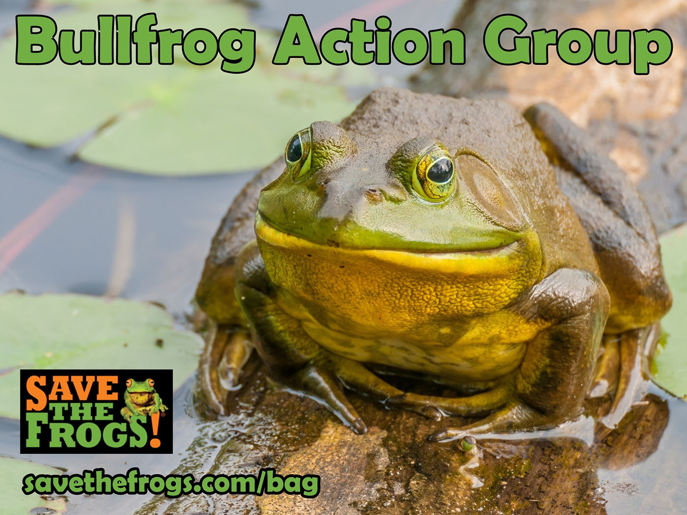 Icon - Bullfrog Action Group