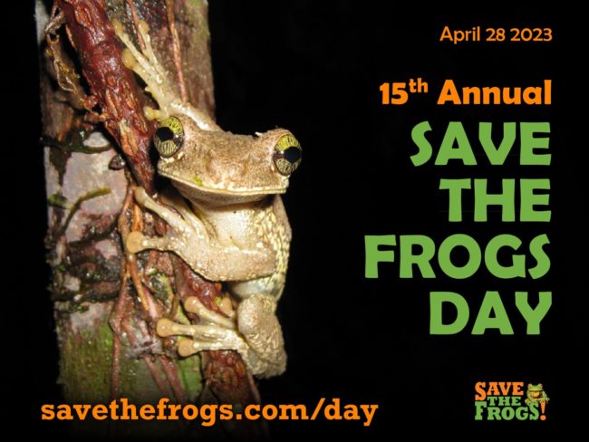 Icon - Save The Frogs Day 2023 Osteocephalus