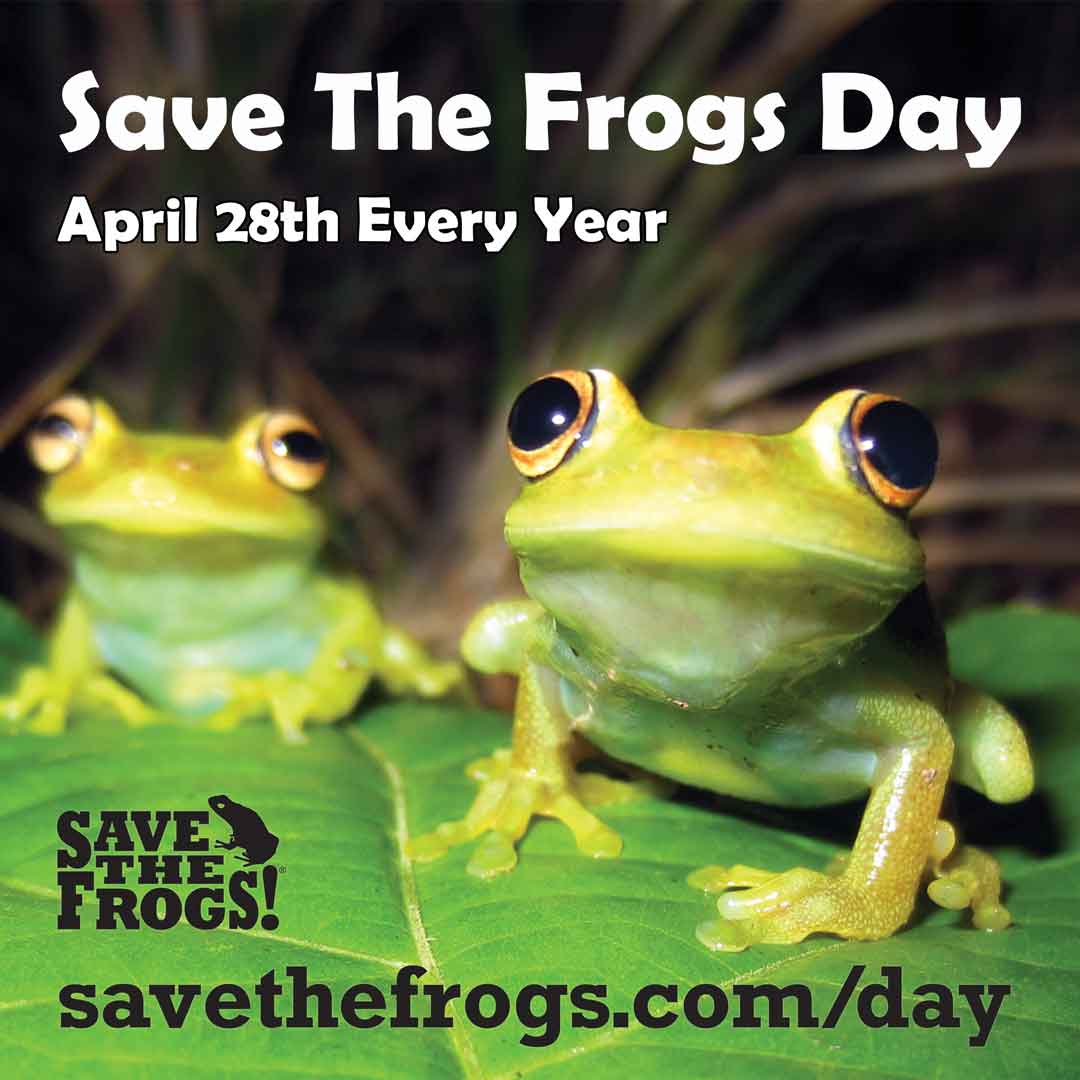 Значок - Save The Frogs Day - 28 апреля каждого года