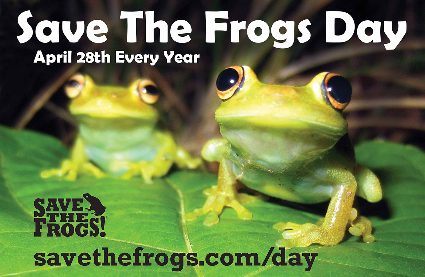 Save The Frogs Day - April 28th Every Year
