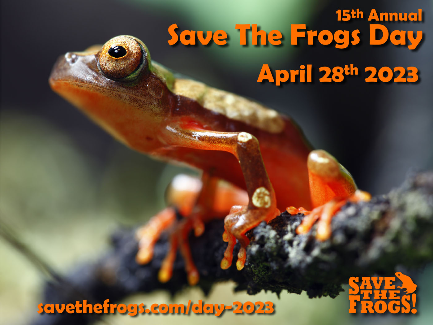 Icons - Save The Frogs Day - 2023 - Amy Liu