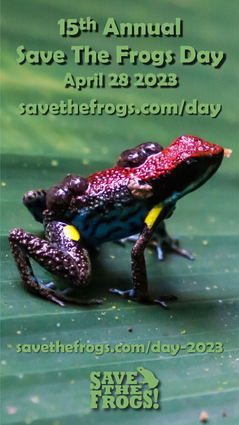 Icons - Save The Frogs Day - 2023 - Amy Liu