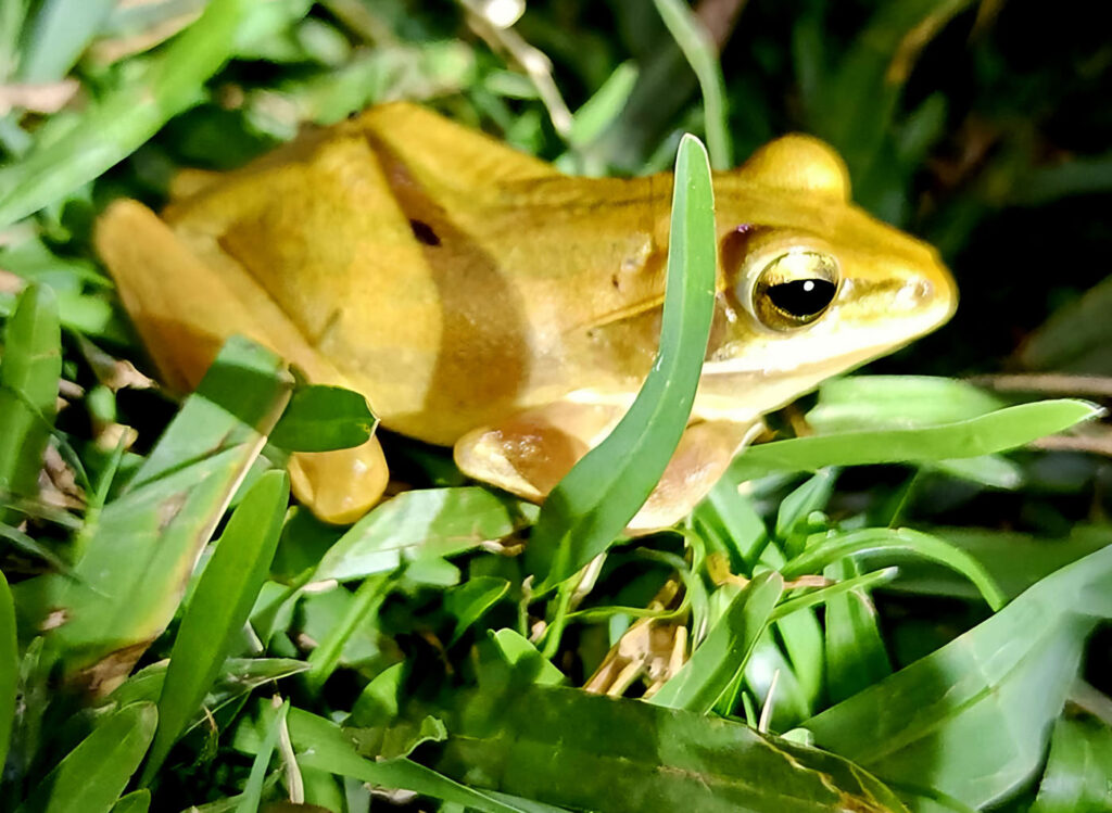 อินเดีย โกลกาตา Shreya Sarkar Frog Photo Internships Polypedates maculatus 